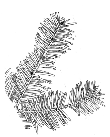 Balsam Fir Branchlet Coloring Page